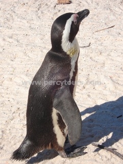 Penguin colonies, near Cape Town