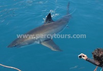 Great White Shark viewing, Hermanus, Great White Shark cage diving and boat trips, near Hermanus, Cape Town, South Africa