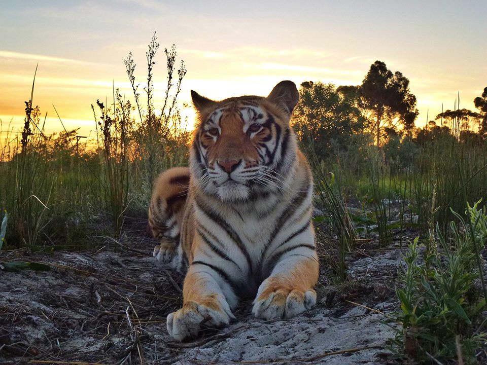 Tiger at Big Cat Sanctuary near Hermanus
