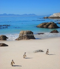 African penguins, Boulders Beach, Simons Town, near Cape Town, South Africa