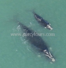 Fly over the whales at Hermanus, near Cape Town, South Africa