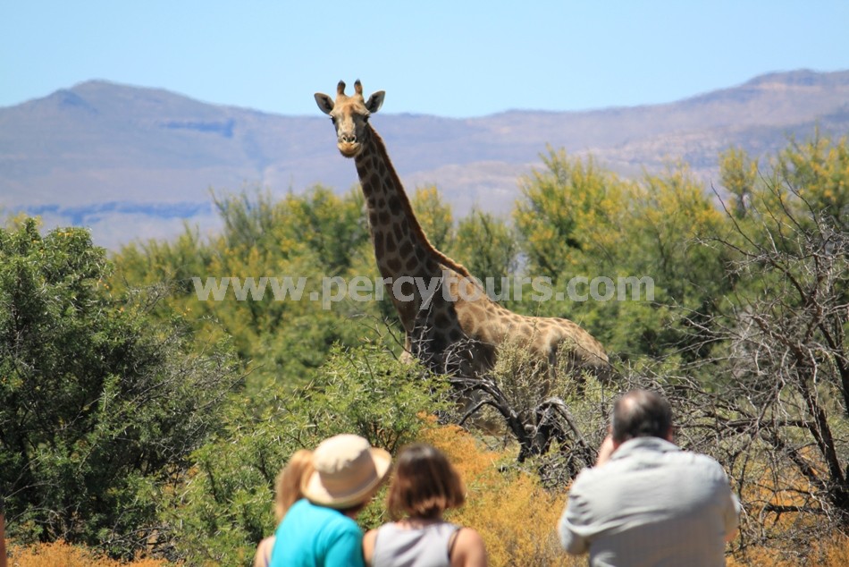 Walking with Giraffe at Safari park, near Cape Town, Hermanus