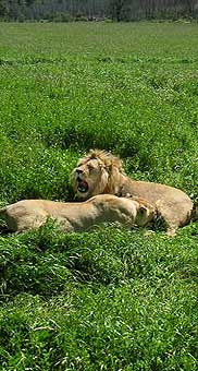 Lions at Safari park, Garden Route, Western Cape, South Africa
