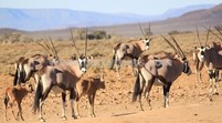 Oryx at Safari park, near Hermanus and Cape Town, South Africa