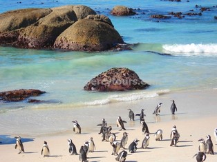 Boulders Beach Penguin colony, Cape Point Peninsula