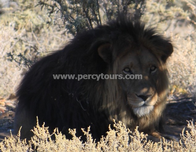 Lion at Safari park near Hermanus