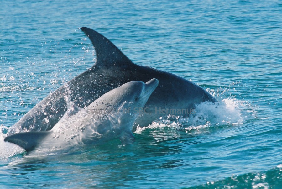 Dolphin in Walker Bay, Hermanus