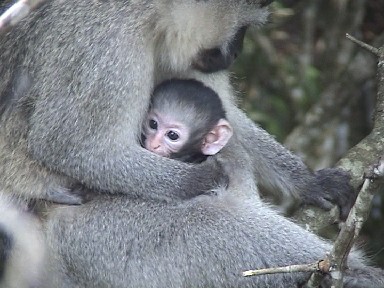 Baby Vervet Monkey, Garden Route, South Africa