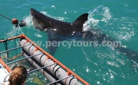 Bait biting great white shark, Gansbaai, Great White Shark cage diving and boat trips, near Hermanus, Cape Town, South Africa