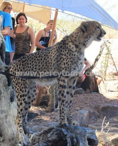 Cheetah at Safari Park. near Cape Town