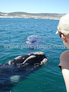 Whale watching trips, Hermanus