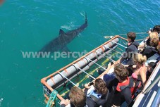 Great White Shark cage diving, near Hermanus