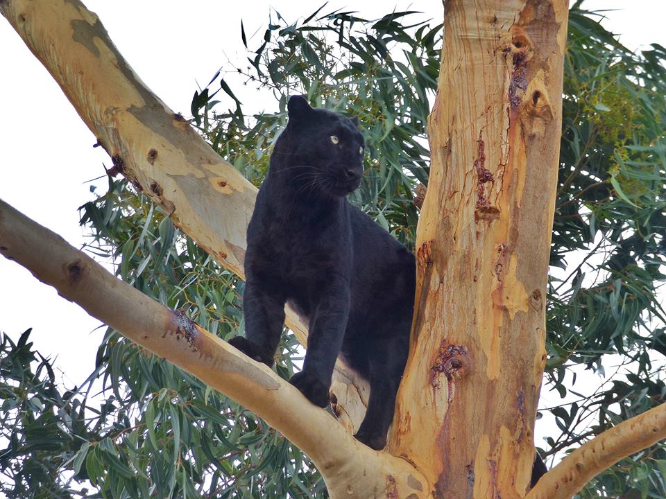 Jaguar at Big Cat Sanctuary near Hermanus