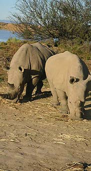 Rhinos on Safari, Western Cape, South Africa