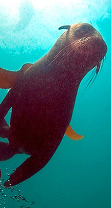 Cape Fur Seal, off Dyer Island, Gansbaai