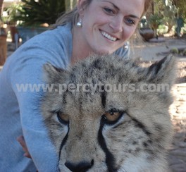 Cheetah encounter at Safari park near Hermanus