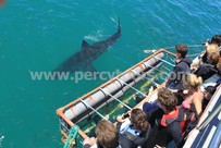 Great White Shark trips, Hermanus