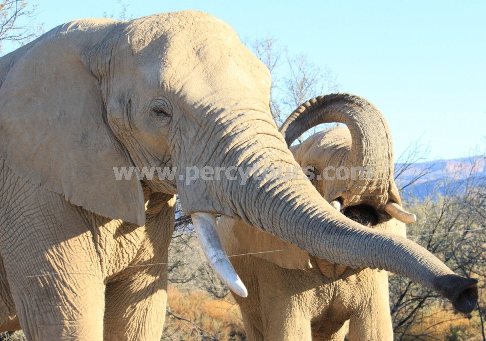 Elephants at Safari park, near Cape Town