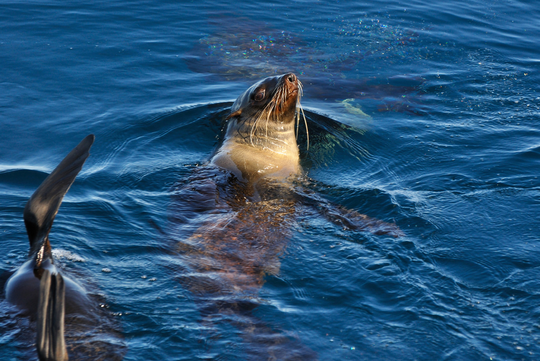 Cape Fur Seal, Hermanus