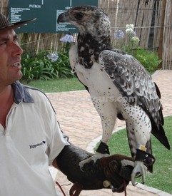 Martial Eagle, Cape Town