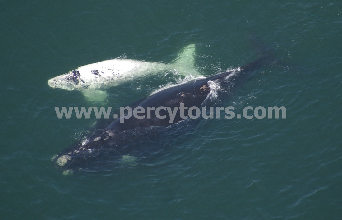 Whale watching from Cessna plane at Hermanus