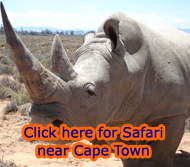 Safari park near Cape Town