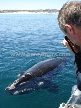 Boat trips to see the Whales, Hermanus