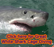 Great White Shark Cage Diving Hermanus