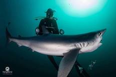 Blue and Mako shark scuba diving Hermanus