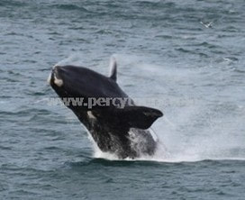 Breaching jumping Southern Right Whale watching, Hermanus