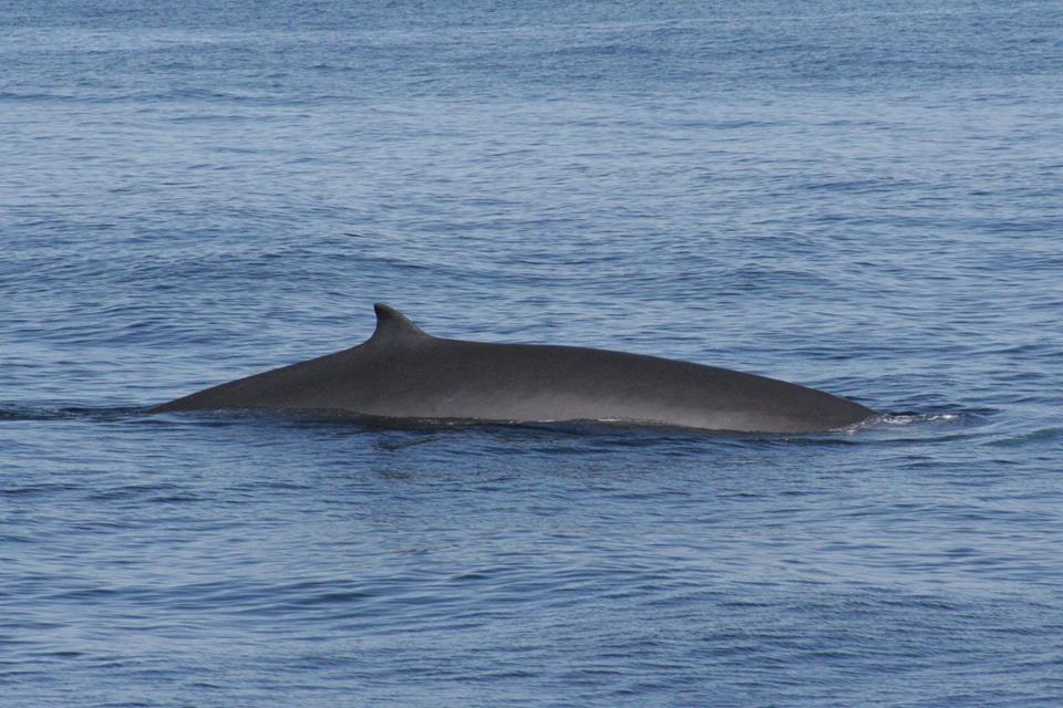 Bryde's Whale in Hermanus, South Africa