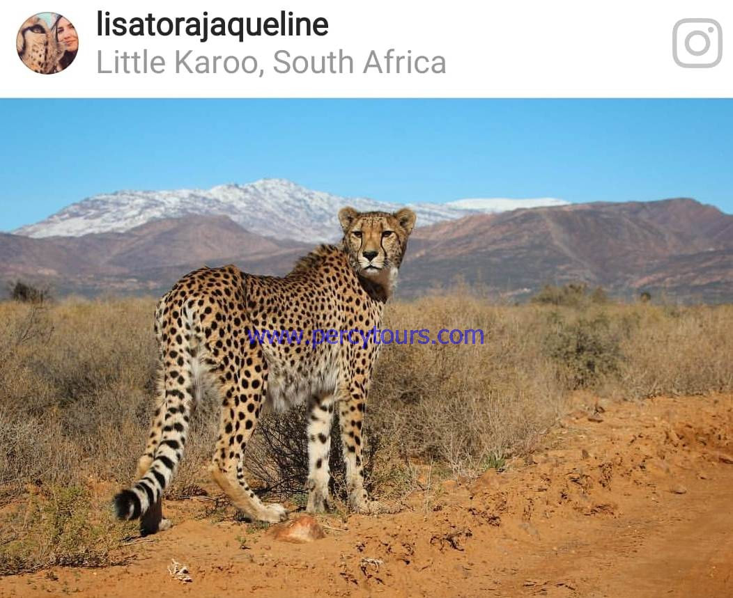 Cheetah at Safari park near Hermanus / Cape Town