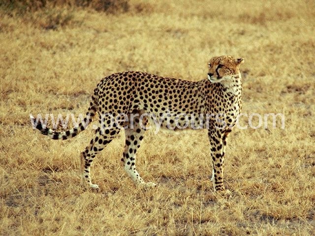 Cheetah at Safari Park near Hermanus, Cape Town, South Africa