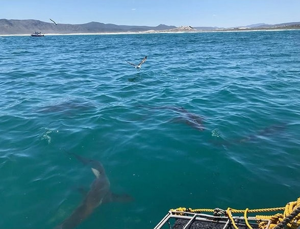 Copper Shark cage diving with the Shark boat companies at Gansbaai near Hermanus South Africa