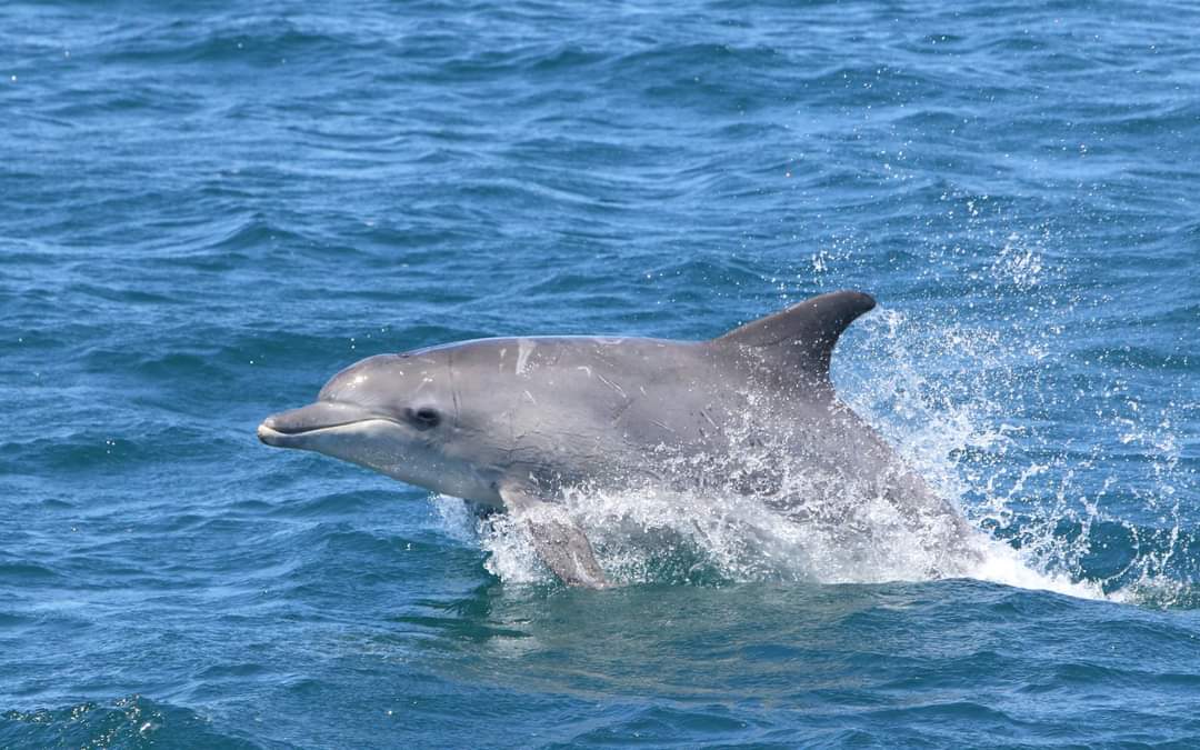 Dolphin in Hermanus, South Africa