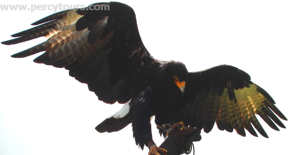 Black Eagle, Hermanus, Cape Town