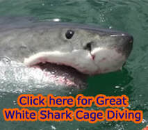 Great White Shark Cage Diving Hermanus