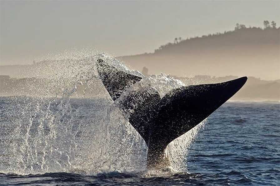 Southern Right Whale tail in Hermanus, South Africa