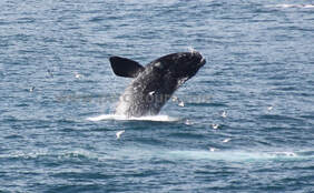 Whale watching walking or boat tours in Hermanus - breaching whale