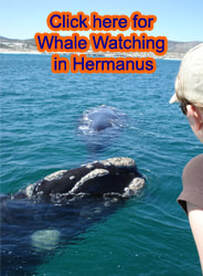 Whale watching Hermanus
