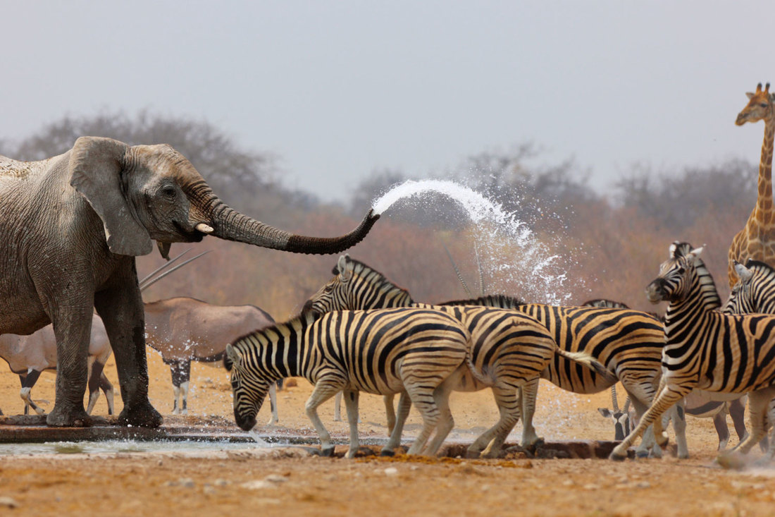 Etosha, Namibia, Botswana, Vic Falls, Kruger, Safaris with amazing African animals