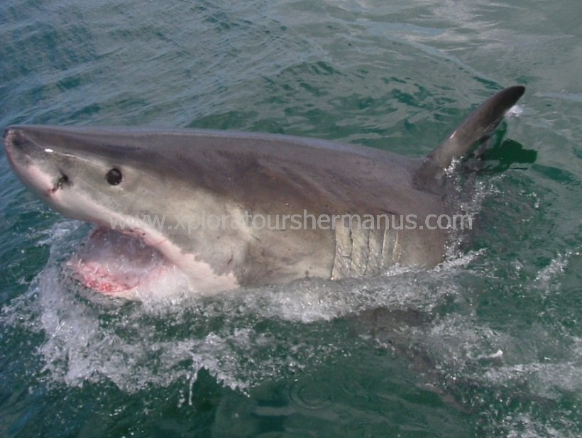 breaching Great White Shark, Gansbaai, near Hermanus, South Africa