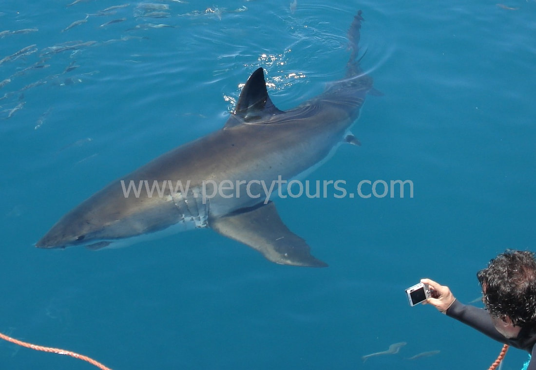 Great White Shark viewings and cage diving, Gansbaai, Hermanus, Cape Town, South Africa