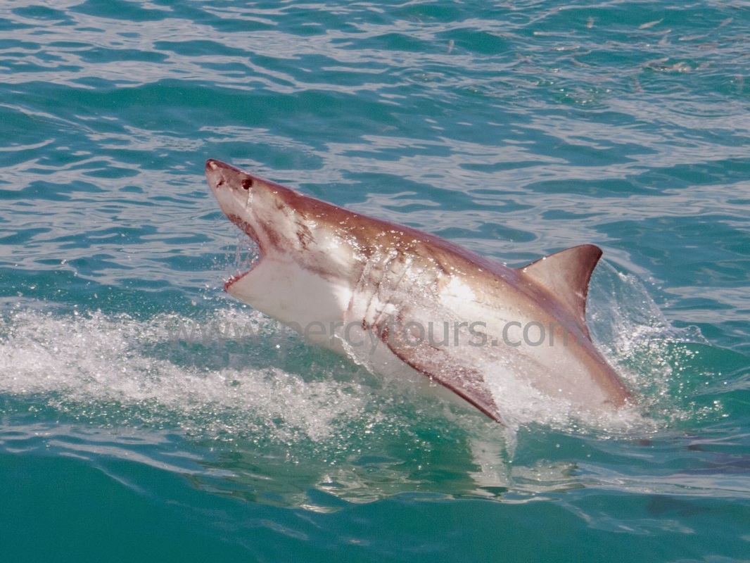 Great White Shark action near Hermanus, South Africa