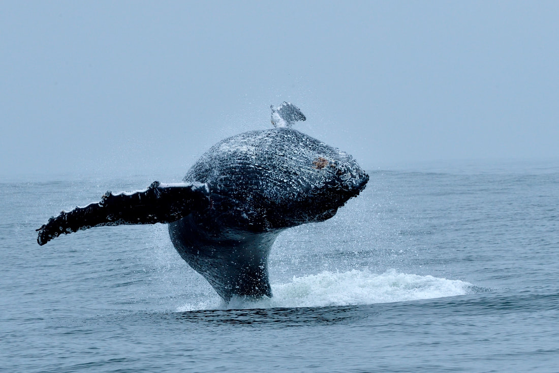 Humpback Whale watching trips at Yzerfontein