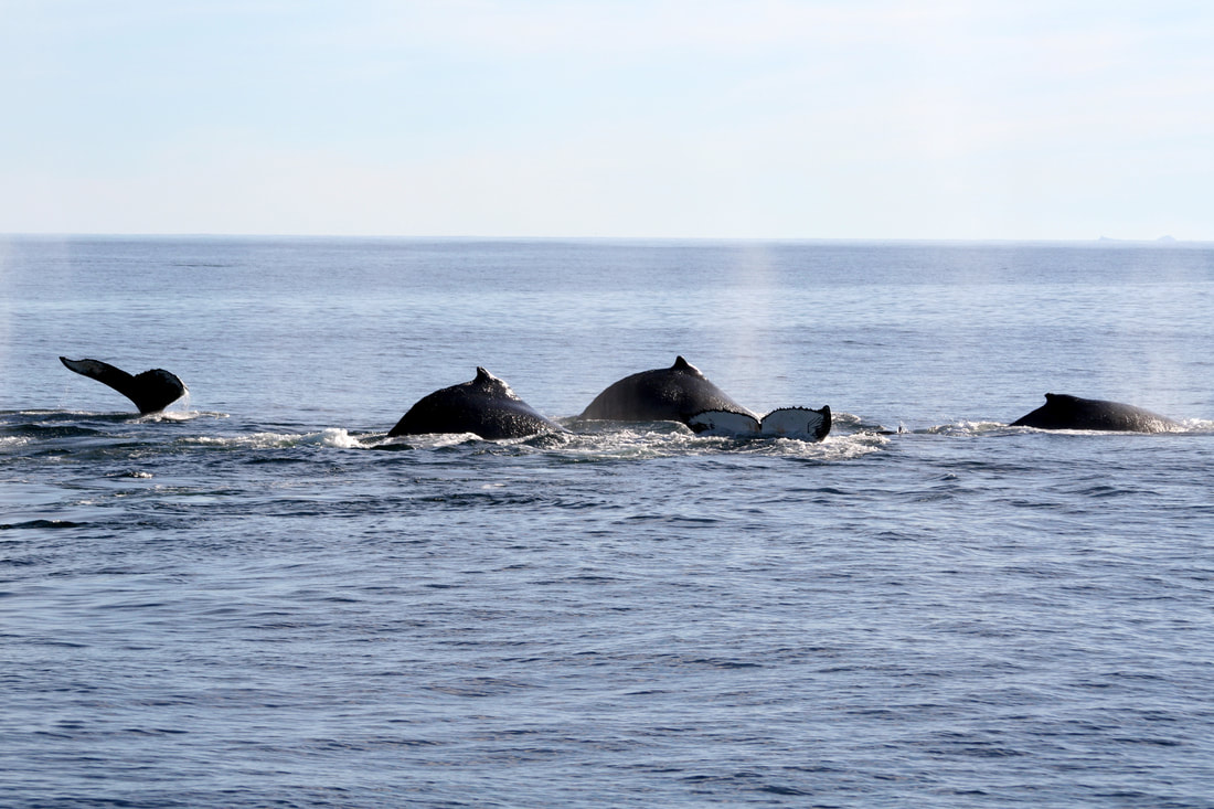 Humpback Whale watching at Yzerfontein available NOW