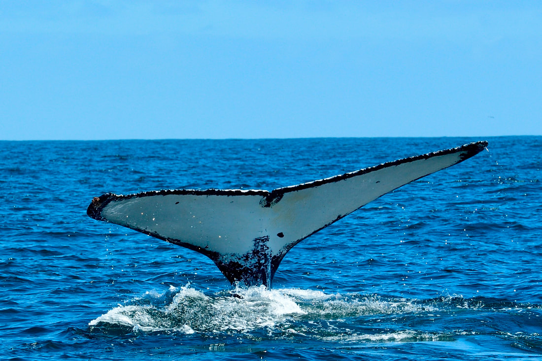 Humpback Whale watching at Yzerfontein
