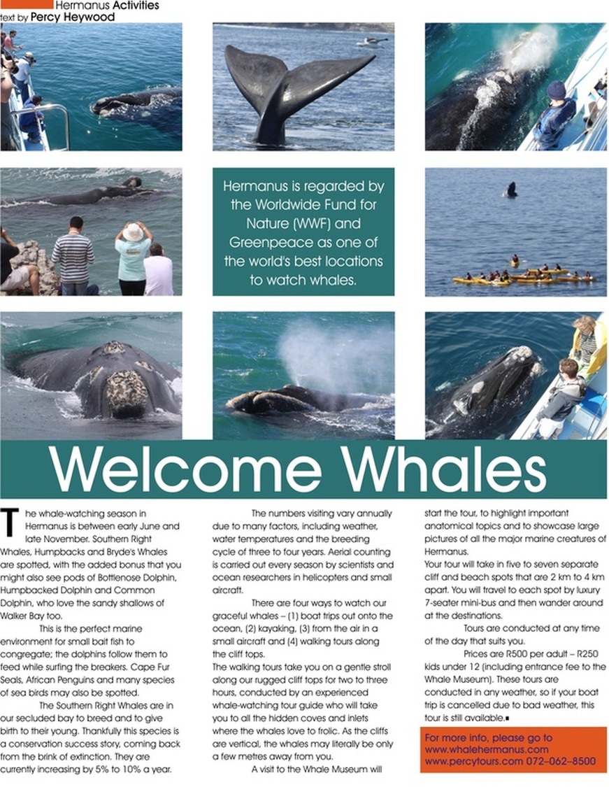 Whale watching in Hermanus article in Whale Talk magazine in Hermanus