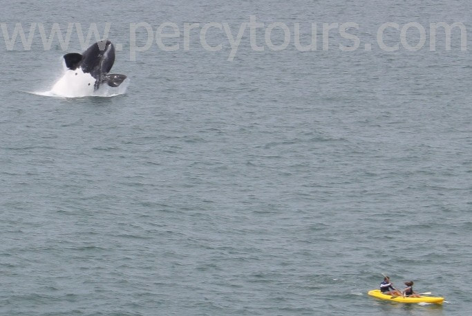 Whale breaching and Kayaking in Hermanus