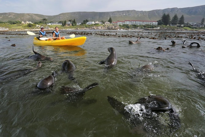 Sea Kayaking with the playful Cape Fur Seals at Hermanus, South Africa